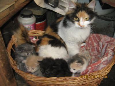 Прикрепленное изображение: IMG_0668.JPG